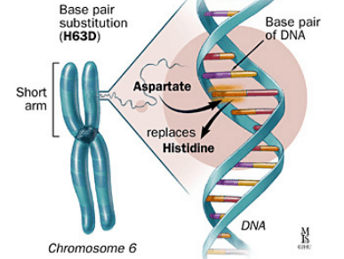 hemochromatosis gene